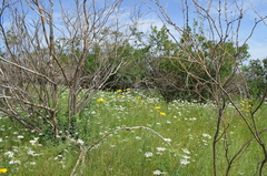 Eremodaucus lehmannii