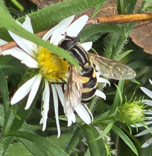 Unknown species found near Savannah, TN 38372, USA