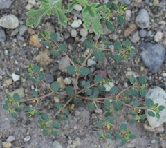 Euphorbia simulans