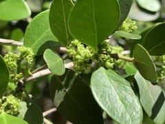 Pleurostylia