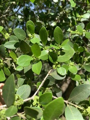 Pleurostylia