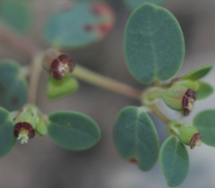 Euphorbia simulans