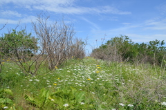 Eremodaucus lehmannii