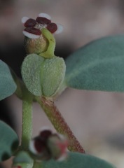 Euphorbia cinerascens