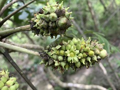 Cussonia nicholsonii