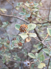 Buddleja marrubiifolia