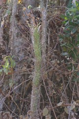 Euphorbia clava