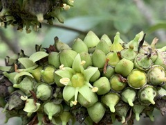 Cussonia nicholsonii