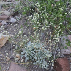 Eriogonum tenellum
