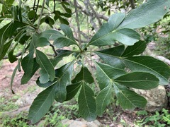 Cussonia nicholsonii