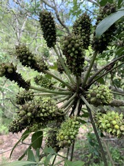 Cussonia nicholsonii