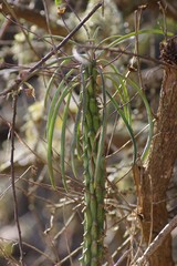 Euphorbia clava