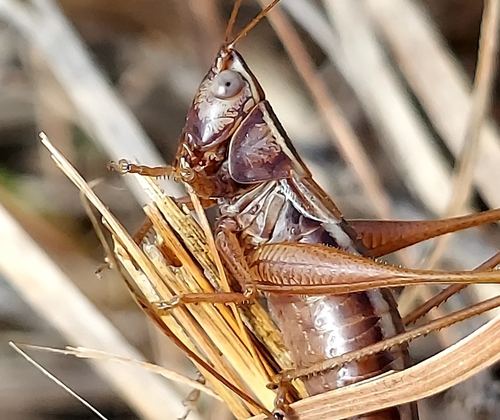 Prairie Meadow Katydid photo 3