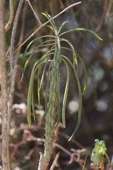 Euphorbia clava