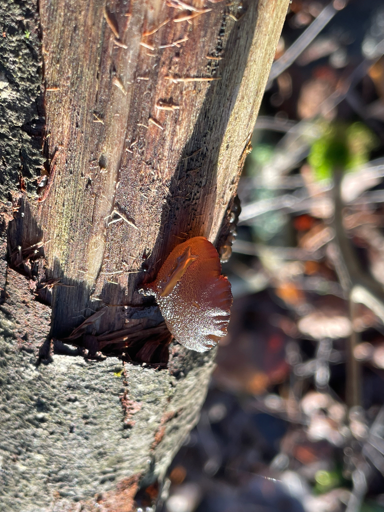 Exidia recisa · November 2025 · photo: © edonardo (iNaturalist, cc-by)