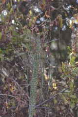 Euphorbia clava