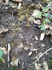 Gastropoda