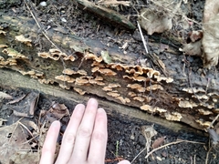 Fungi