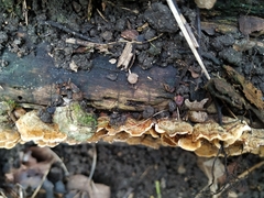 Fungi