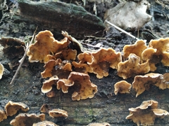 Fungi