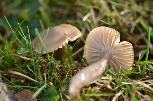 Slimy Waxcap