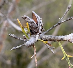 Hakea tuberculata