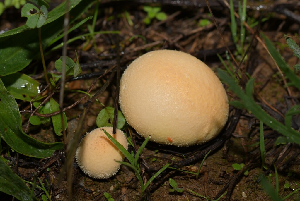Lycoperdon pratense · November 2025 · photo: © paulomartins (iNaturalist, cc0)