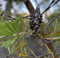 Hakea tuberculata