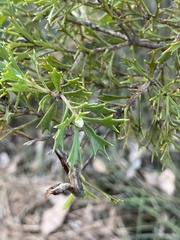 Hakea tuberculata
