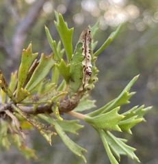 Hakea tuberculata