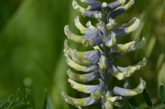 Sophora alopecuroides
