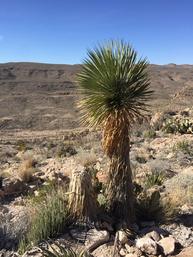 Yucca rostrata