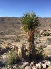Yucca rostrata