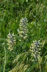 Sophora alopecuroides