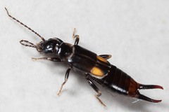 Spongiphoridae