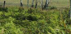 Pteridium latiusculum japonicum