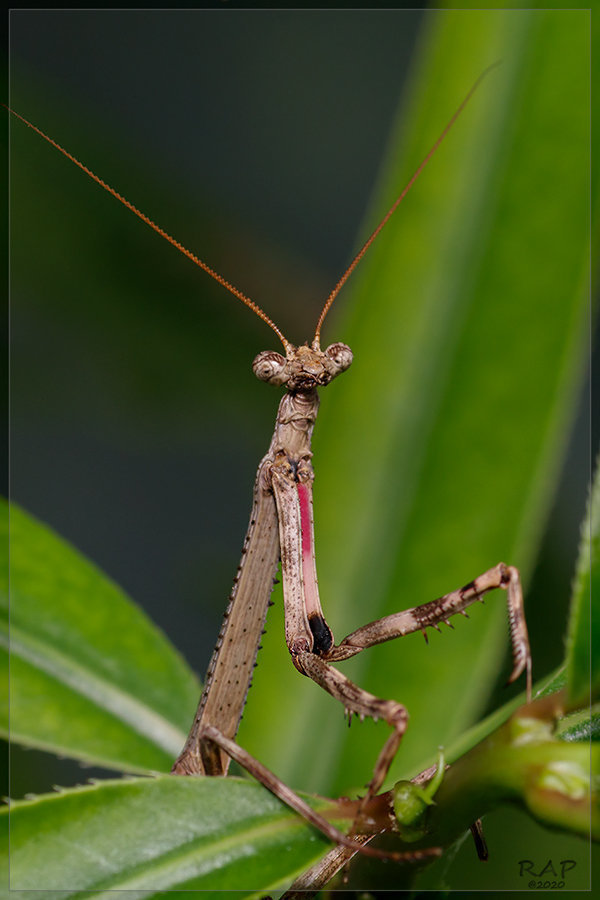 Pseudovates iheringi