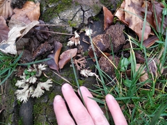 Fungi