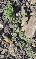 Euphorbia cinerascens