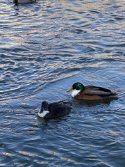 Anas platyrhynchos domesticus