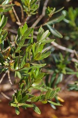 Ozoroa