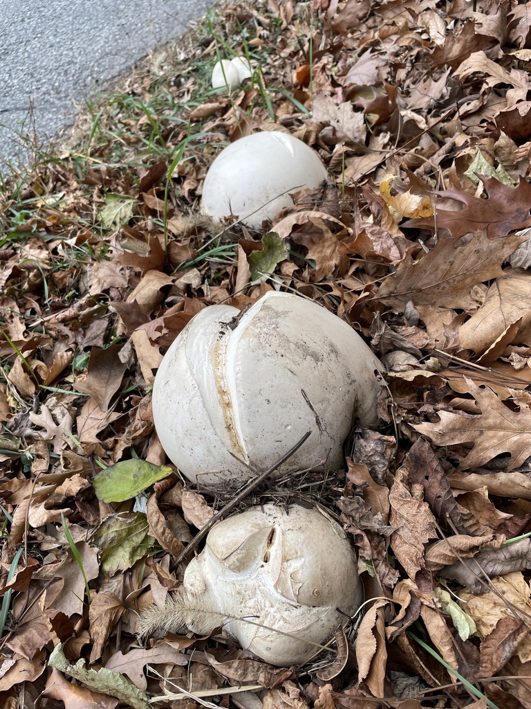 Calvatia gigantea · November 2025 · photo: © irabike (iNaturalist, cc0)
