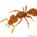 Emma’s Pygmy Snapping Ant - Photo (c) Steven Wang, some rights reserved (CC BY-NC), uploaded by Steven Wang