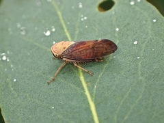 Brunotartessus fulvus