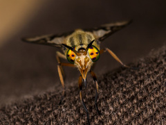 Chrysops mlokosiewiczi
