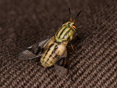 Chrysops mlokosiewiczi