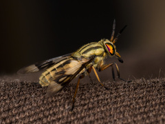 Chrysops mlokosiewiczi