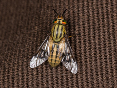 Chrysops mlokosiewiczi