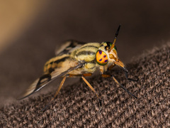 Chrysops mlokosiewiczi