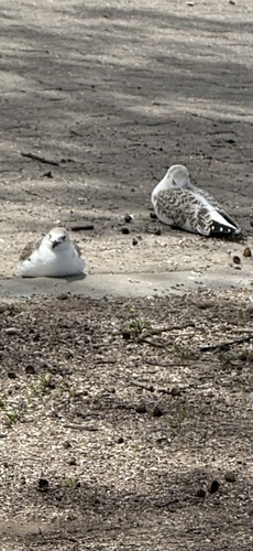 Silver Gull